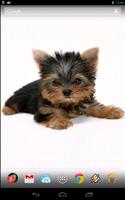 3 Schermata Pretty York Terrier