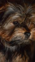 Poster Pretty York Terrier