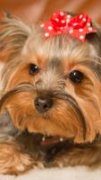 1 Schermata Pretty York Terrier