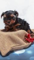 2 Schermata Pretty York Terrier