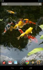 Magic Touch: Realistic Koi Liv APK download