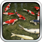 آیکون‌ Koi Fish HD 3D Wallpaper