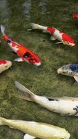 Koi Fish HD 3D Wallpaper Cartaz