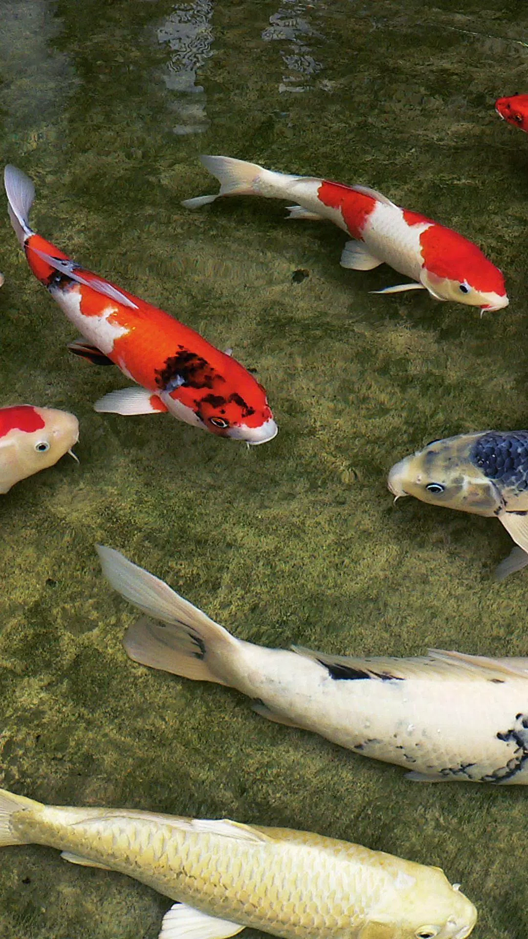 Koi Fish HD 3D Wallpaper APK for Android Download