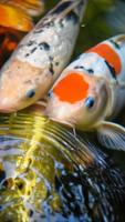 Koi Fish HD 3D Wallpaper imagem de tela 1
