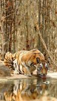 Underwater Tiger syot layar 1