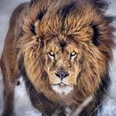 Wallpapers Lion (2) 4K 2022 APK