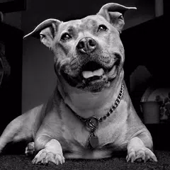 Pit Bulls Cães Jigsaw Puzzle