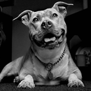 Pit Bulls Chiens Puzzle APK