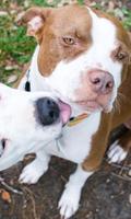 Pit Bulls Perros Jigsaw Puzzle captura de pantalla 2