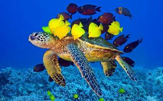 Aquarium Fonds d'écran capture d'écran 3