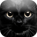 Mon chaton (de costume noir) APK