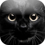 My Kitten (Black Outfit)