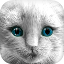 Mon chaton (de costume blanc) APK