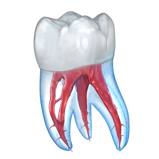 Illustrazioni dentali