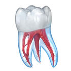 Ilustraciones dentales icono