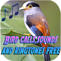 Bird call sounds and ringtones