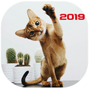 صور قطط حلوين 2019 - كيوت APK