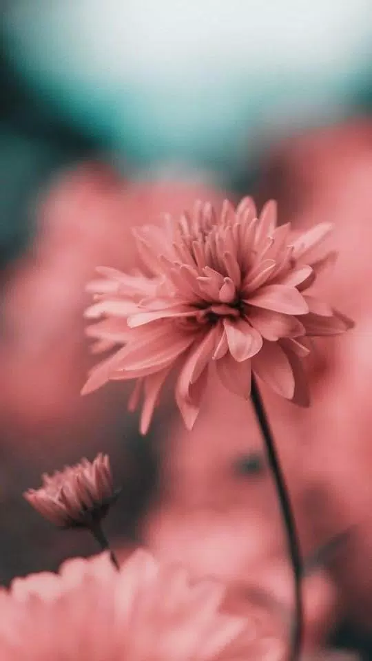 Beautiful Wallpapers HD APK for Android Download Beautiful Wallpapers HD APK for Android Download