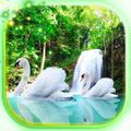 Waterfall Swans Wallpaper