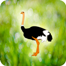 Ostrich Revenge APK