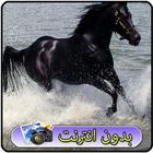 خلفيات خيول اصيله icon