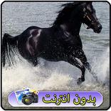 خلفيات خيول اصيله