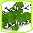 زراعة النعناع في المنزل APK