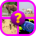 Animal Name Puzzle