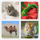 Quiz ! Animal Kingdom ikona