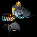 Channa Fish Wallpapers-APK