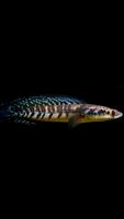 Channa Fish Wallpapers gönderen
