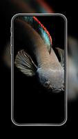 Channa Fish Wallpapers Ekran Görüntüsü 2
