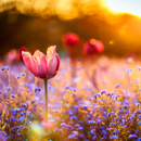 Flower Wallpaper HD 4K APK