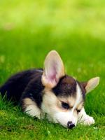 Husky Dog Wallpaper captura de pantalla 1