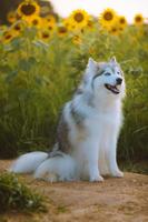 Husky Dog Wallpaper captura de pantalla 2
