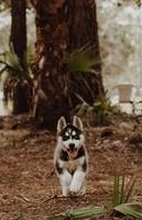 Husky Dog Wallpaper captura de pantalla 3