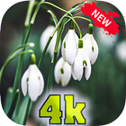 spring flowers wallpaper - new 4k icono