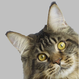 Тест какой ты котик?