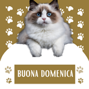 buona domenica gif APK