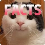 Cats Facts