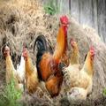 Deshi Cock