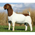 ”Boer Goats