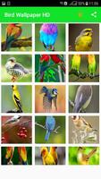 All Birds Wallpapers HD الملصق
