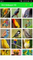 All Birds Wallpapers HD تصوير الشاشة 3