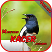 Master Kacer Jawara Offline