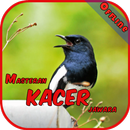 Master Kacer Jawara Offline APK