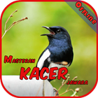 Master Kacer Jawara Offline أيقونة