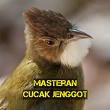 Masteran Cucak Jenggot Gacor biểu tượng