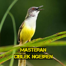Masteran Ciblek Ngebren APK